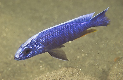 Sciaenochromis fryeri 'Chitande Island'